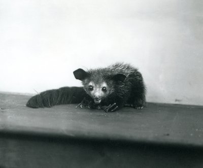 Ein Aye-aye im Londoner Zoo von Frederick William Bond